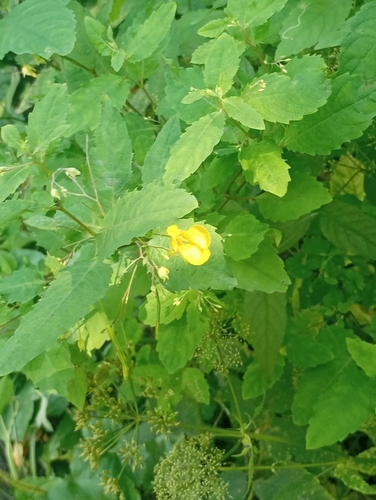 Наблюдение на iNaturalist