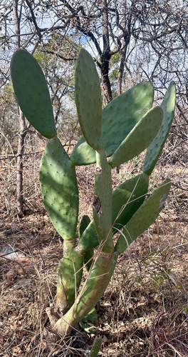 Indian fig opuntia