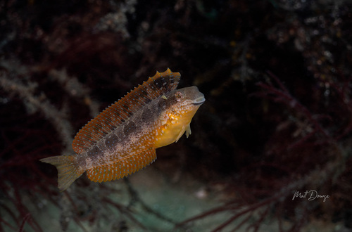 Petroscirtes lupus observed 2026-08-01