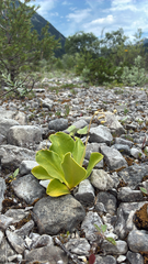 Primula auricula, photograph author not stated, no rights reserved