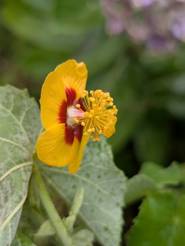 Abutilon hirtum observed 2026-08-01