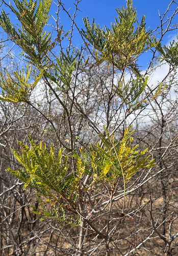Weeping wattle
