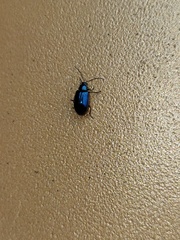 Arthrotus abdominalis