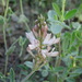 Onobrychis humilis matritensis - Photo (c) jaimebraschi, osa oikeuksista pidätetään (CC BY-NC), uploaded by jaimebraschi