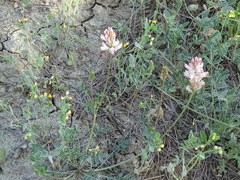 Onobrychis humilis matritensis