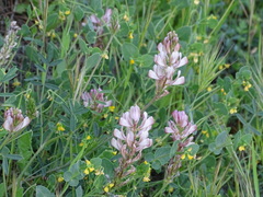 Onobrychis humilis matritensis