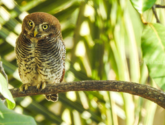 Glaucidium radiatum