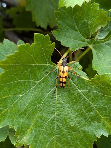 Spotted Longhorn Beetle