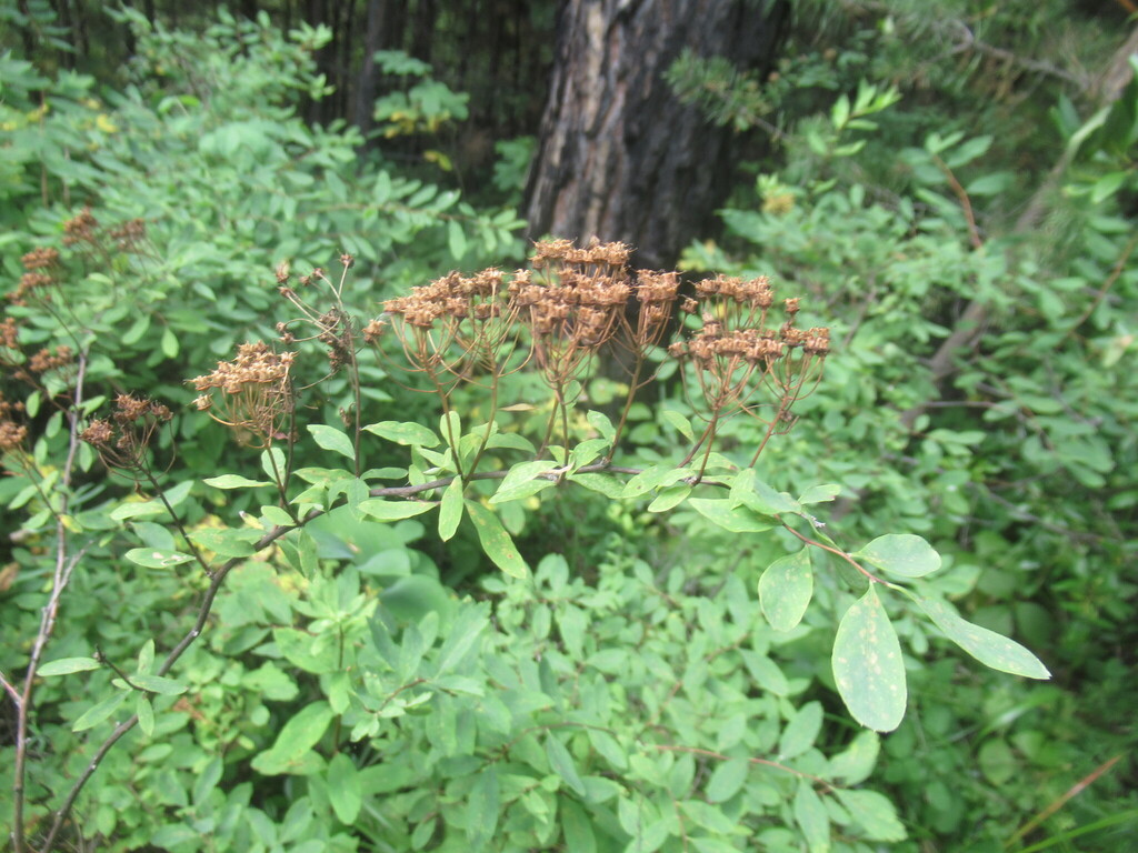 Spiraea media; photograph author not stated, no rights reserved