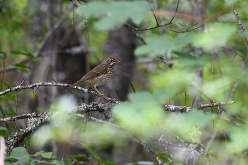 Song Thrush
