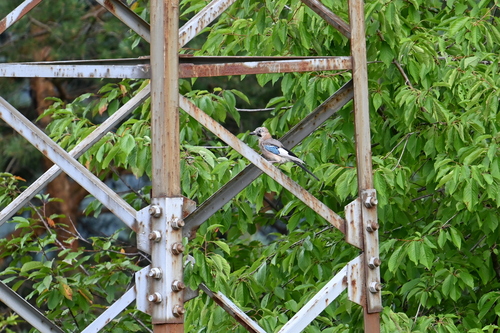 Eurasian Jay