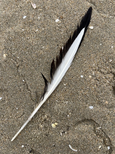 Plume de Mouette rieuse