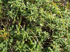 Daphne striata, photograph author not stated, no rights reserved