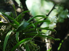Thrixspermum formosanum