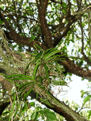 Thrixspermum formosanum