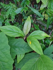 Lysimachia ardisioides