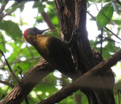 Chloropicus griseocephalus