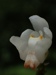 Thrixspermum formosanum
