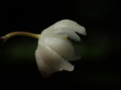 Thrixspermum formosanum