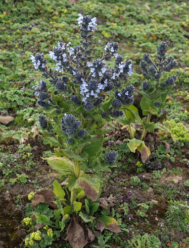 Rift Valley Sage
