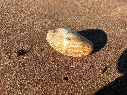 Amoria praetexta