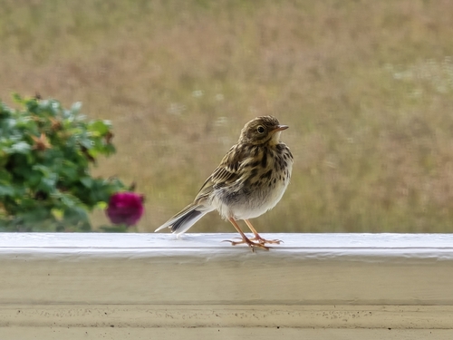 Meadow Pipit