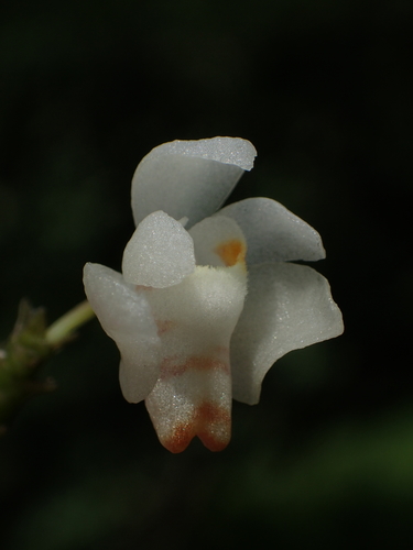 Thrixspermum
