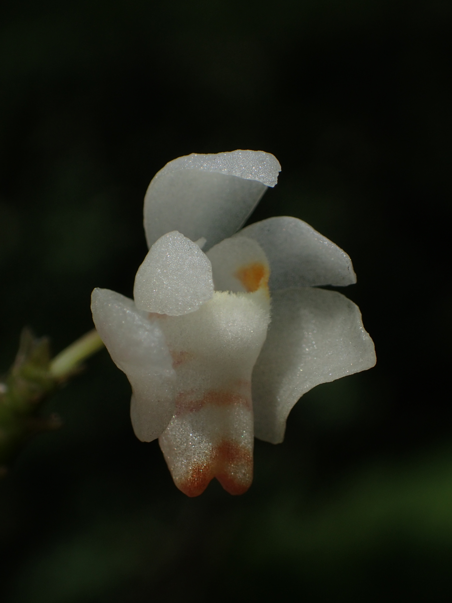 Thrixspermum