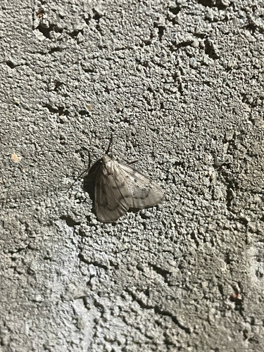 Paidia griseola