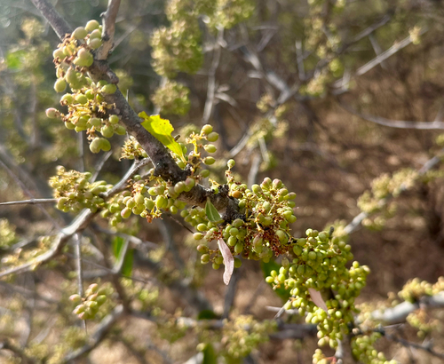 confetti spikethorn