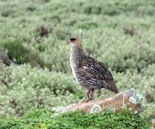 Chestnut-naped Spurfowl