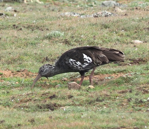 Wattled Ibis