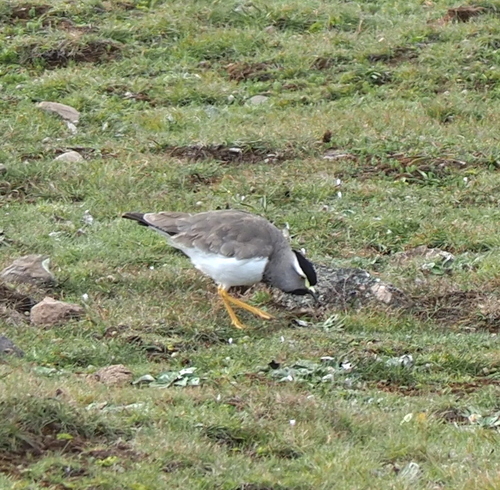 Spot-breasted Lapwing