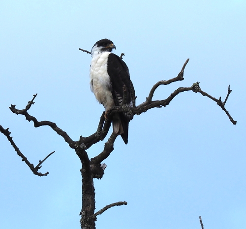 Augur Buzzard