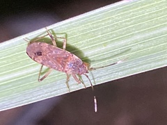 Elasmolomus squalidus