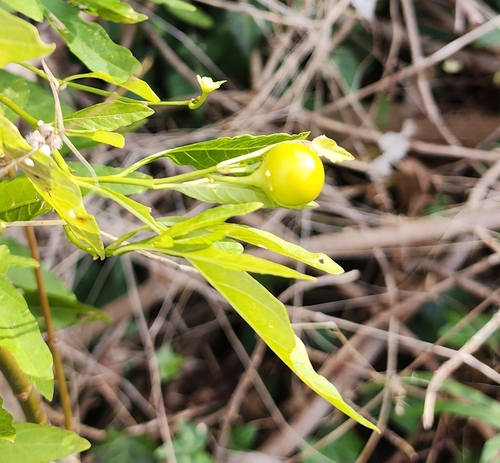Jerusalem cherry