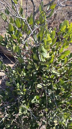 Euclea crispa