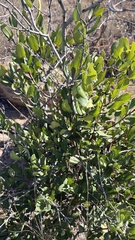 Euclea crispa