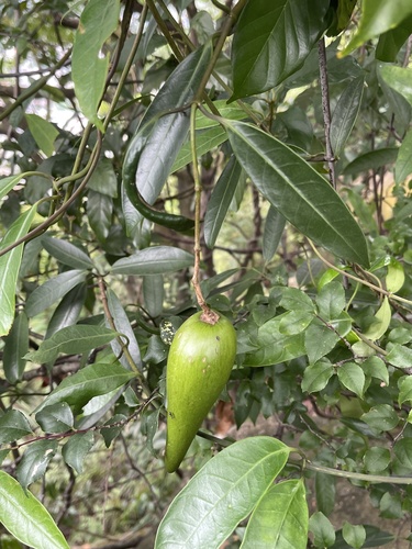 Anodendron affine observed 2026-07-30