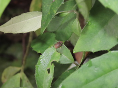 Fidia fulva