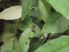 Fidia fulva