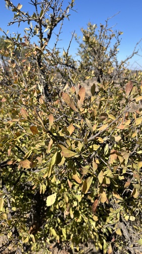 Gymnosporia buxifolia, photograph 6