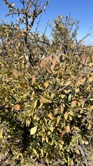 Gymnosporia buxifolia, photograph author not stated, no rights reserved