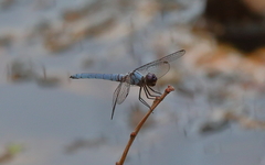 Brachydiplax duivenbodei