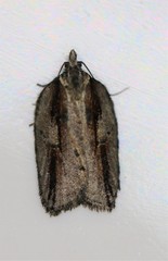 Acleris youngana