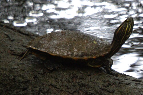 Mesoamerican Slider