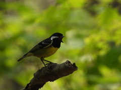 Periparus venustulus