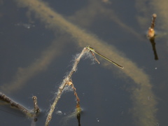 Ischnura asiatica