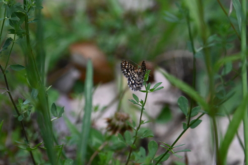 Latticed Heath
