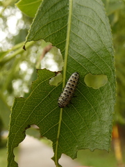 Chrysomela populi